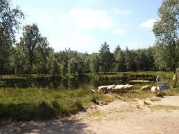 het Pluizenmeer