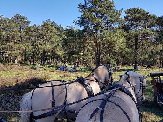 Veluwe Mentocht
