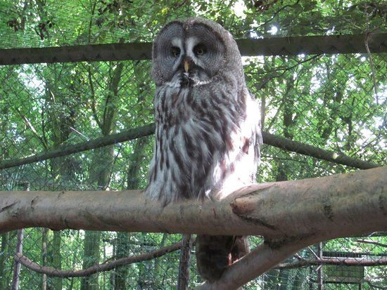 Uilen- en Dierenpark De Paay
