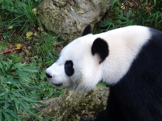 het Ouwehands Dierenpark Rhenen